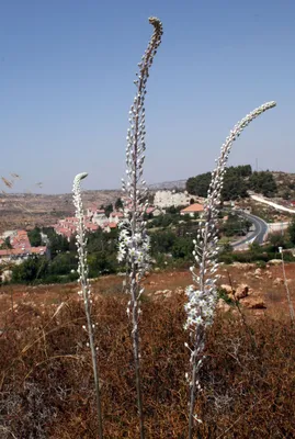 Морской лук (Urginea maritima L.) и его соседи.