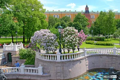 Александровский сад зимой - фото №571 - Moscow Photos