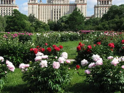 Музей «Фондовая оранжерея Главного ботанического сада имени Н. В.