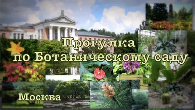 Где искать лето: путеводитель по зимним садам Москвы / Новости города /  Сайт Москвы