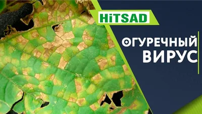 Вирус огуречной мозаики - Проблемы с огурцом: физиологические нарушения,  болезни и вредители - GreenTalk.ru