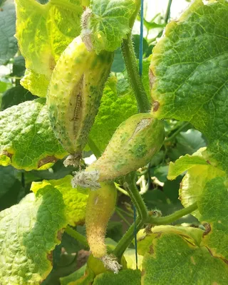 Огурцы - AGRO.UZ
