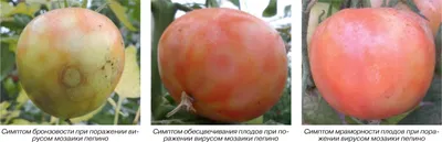 Распространённые инфекционные заболевания томатов в открытом и защищённом  грунте