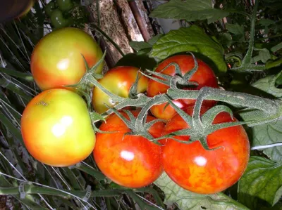 В Латвии продают томаты, возможно, пораженные вирусом пепино / Статья