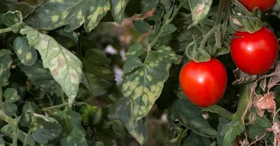 Молодой плод томатного сока был ранен вирусом мозаики. Стоковое Фото -  изображение насчитывающей еда, куст: 212271602