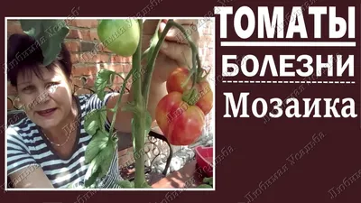 Марокко проверяет своих экспортеров томатов из-за запрета на ввоз в Россию
