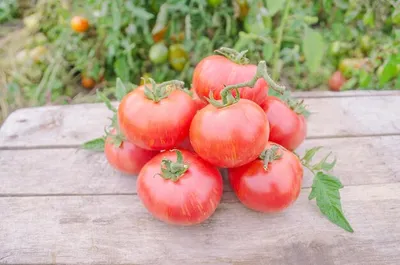 Что делать, если на листьях помидоров появились пятна | На грядке  (Огород.ru)