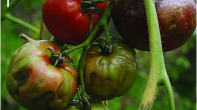 Стоит ли покупать дорогие семена томатов? | Мозаика жизни | Дзен
