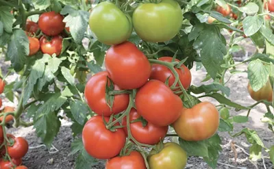 Неинфекционные заболевания томатов. Симптомы недостатка витаминов и  минералов