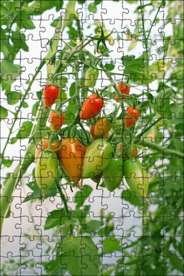На листьях рассады помидоров и перцев появились светло-зеленые угловатые  пятна. Это мозаика? - ответы экспертов 7dach.ru