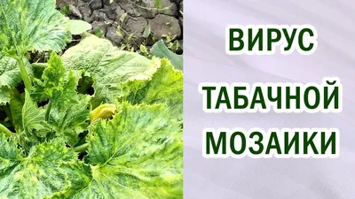 Смоленская газета - В Смоленской области в 18 тоннах томатов выявили вирус  мозаики пепино