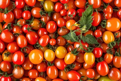 В Кривянской опасный вирус может уничтожить знаменитые томаты