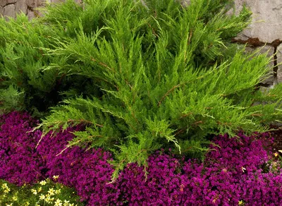 Можжевельник: посадка и размножение - GreenMarket | Кустарники,  Вечнозеленые кустарники, Клумбы