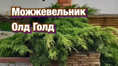 Можжевельник Скайрокет. Описание, фото, купить в садовом центре.
