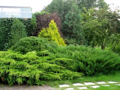 Можжевельник чешуйчатый \"Floreant\" купить в питомнике растений, доставка по  Москве, Московской области и России, саженцы, крупномеры, посадка и уход