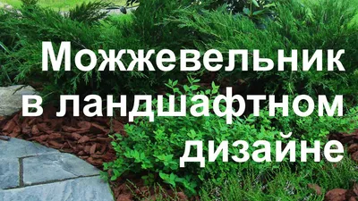 Правила ухода за Можжевельник скальный| Посадка Можжевельник скальный |  Growbox
