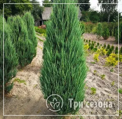 Можжевельник Казацкий - Павловский питомник
