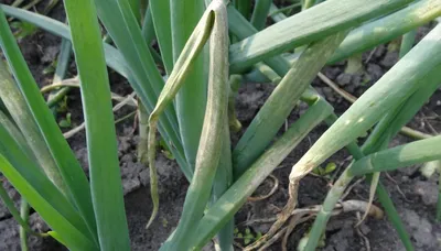 Ложная мучнистая роса (пероноспороз) лука Грибные болезни | Syngenta