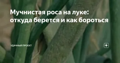 Важные акценты при выращивании лука-порея