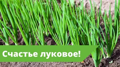 Лук. Врачи тоже болеют — SonceSad Лук. Врачи тоже болеют — SonceSad