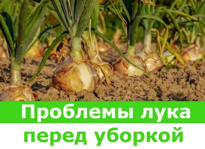 Выпревание сеянцев лука — Центр по борьбе с трудноискоренимыми болезнями  растений