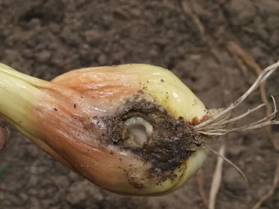 Лук - AGRO.UZ