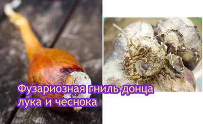 Лук-порей: выращивание на огороде из семян, уход | ivd.ru