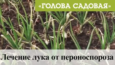 Пероноспороз лука. Причины появления, профилактика, лечение. Обзор моих  посадок лука - YouTube