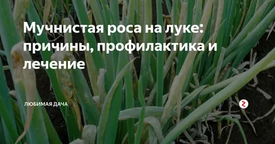 Ложная мучнистая роса (пероноспороз) лука Грибные болезни | Syngenta