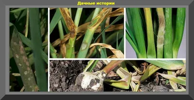 Ложная мучнистая роса: препараты, меры борьбы на огурцах и луке