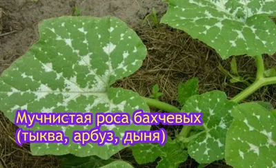 Лук севок 2023: на каком расстоянии сажать и чем заполнить промежутки —  АгроXXI