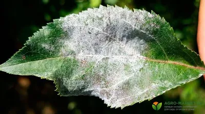 Мучнистая роса на растениях, чем обработать – Agro-Market
