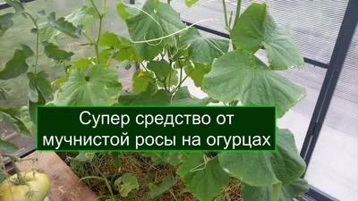 Болезни огурцов - фото, описание и способы их лечения | Агро Сіті