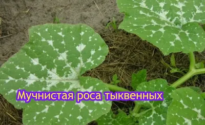 Ложная мучнистая роса пройдет к утру: опрыскайте огурцы этим копеечным  настоем