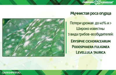 Болезни огурцов: Ложная мучнистая роса - огуречная напасть (по  многочисленным просьбам) | Пикабу