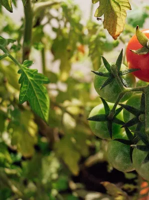 Белые листья томатов: причины и что делать Agro-Market