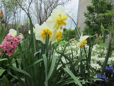 Нарциссы в саду🌼☀️