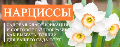 Выращивание нарциссов: как вырастить нарциссы - Agro-Market24