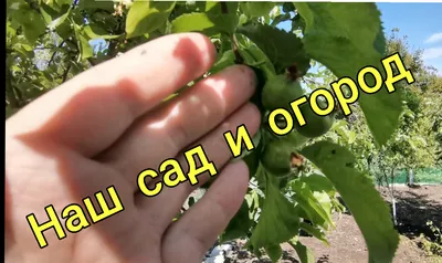 Целевая прогулка на огород.\"Огород наш так хорош, лучше в мире не  найдёшь.\". Макарова Светлана Владимировна. Проект Портфолио Педагога.  Лиски, Воронежская область