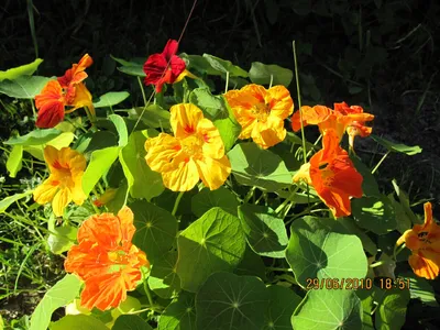 Настурция (Tropaeolum). | Садовые затеи | Дзен