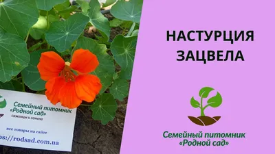 Семена Настурция Короткоплетистая, смесь 2 г (а/ф Наш сад) купить за 29 р.  в садовом центре АСТ Медовое