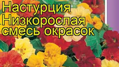 Настурция – настоящий кресс | Садовое обозрение/Garden review