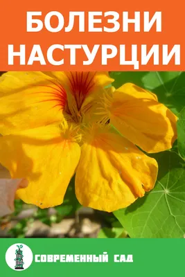 Семена Настурция Длинноплетистая, смесь 2 г (а/ф Наш сад) купить за 40 р. в  садовом центре АСТ Медовое