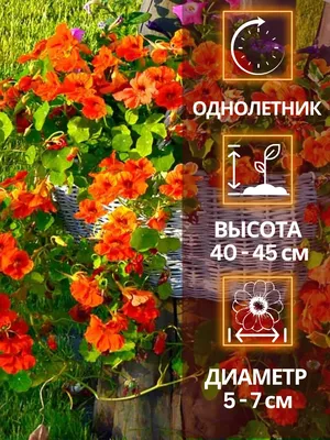 Настурция в саду - болезни | Растения, Современный сад, Сад