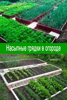 Насыпные грядки на огороде – устройство, виды, преимущества | Ягодный сад,  или прикладное садоводство в советах, вопросах и ответах Высокие грядки в  огороде или как на небольшом участке разместить многое