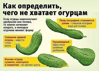 Желтеют листья огурцов: что делать, почему желтеют в теплице и открытом  грунте