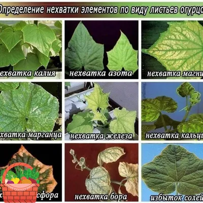 Симптомы нехватки питательных веществ у огурцов: Рассказываю как определять  проблему по листьям | Верина Теплица | Дзен