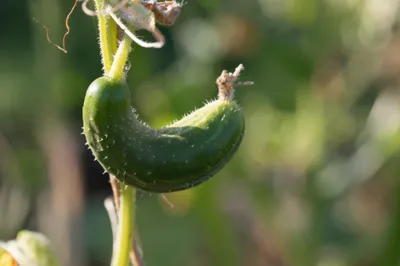 🍅Желтеют листья огурцов в теплице? Просто огурцам холодно. Почему у  тепличных огурцов желтеют листья?