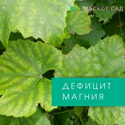 Чего не хватает огурцам по листу? Фото и описания | Маскот Сад. Интересно о  современном садоводстве | Дзен