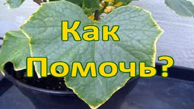 Форма огурцов при нехватке удобрений или избытке питания